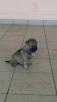 Доставить щенка 1, 5 месяца из Кемерова в Читу