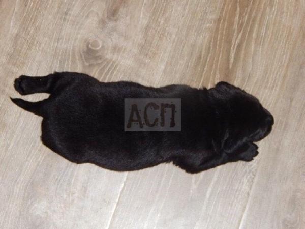 Сколько стоит доставка щенка недорого из Владивостока в Петропавловск-Камчатский