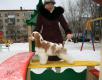 Перевозка собаки  кокера спаниеля недорого из Волгограда в Нижний Новгород