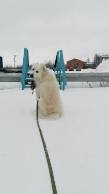 Услуги по перевозке собаки  из Нижневартовска в Тюмень
