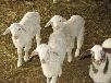 Перевозка овцы 100 голов из Улан-удэ в Якутск