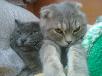 Доставка кошек из Мурманска в Таганрог