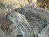 Доставка животныха свиней из Красноярска в Тамбова