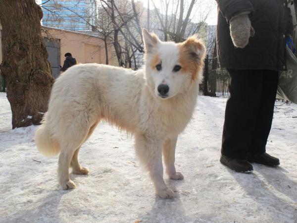 Отвезти собак недорого из Москвы в Кандалакшу