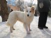Перевезти собаку  беза клетки метиз самоеда дешево из Москвы в Кандалакшу