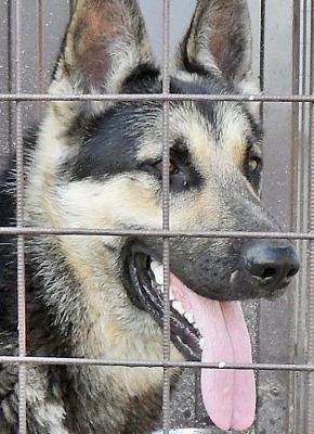 Сколько стоит доставка домашним животных собак, личной одежды В мешкаха недорого из Нижнегорского в Геленджик