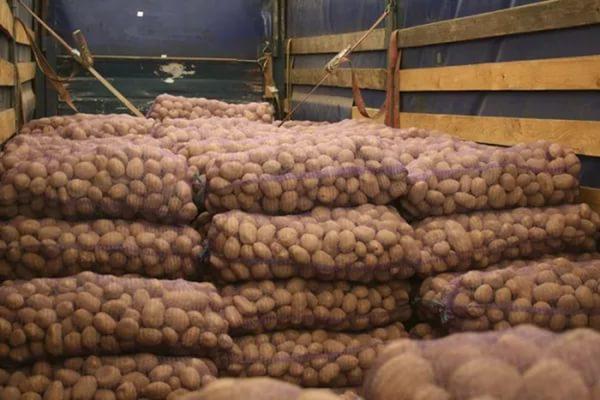Перевозка автотранспортом картофеля  догрузом из Сущёва в Московскую Область