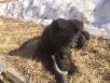 Доставить щенка 3 месяца, овчарка. недорого из Нижегородской области в Люберцы