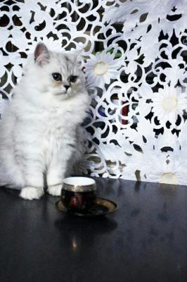 Перевезти котенка В переноске дешево из Киева в Николаевку