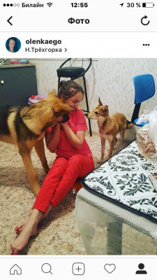 Сколько стоит перевозка двух собак недорого из Одинцова в Черного Яра