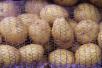 Доставка лук, картофеля из Севастополя в Воронеж