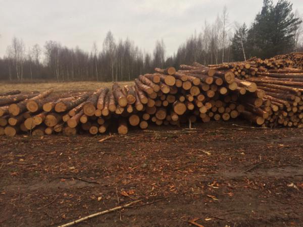 Транспортные компании по перевозке леса пиловочника из Пскова в Санкт-Петербург