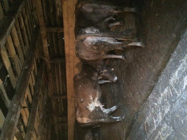 Заказать скотовоз для крупного рогатого скота из Кимовска в Скопина
