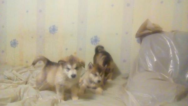 Перевезти щенка маламута дешево из Кемерова в Красноярск