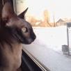 Доставка кота В переноске из села Дивноморского в Обнинск