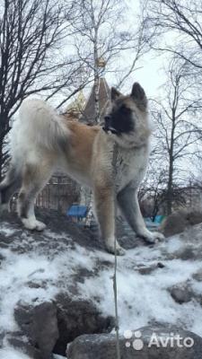 Транспортировка собаки  недорого из Москвы в Вельска