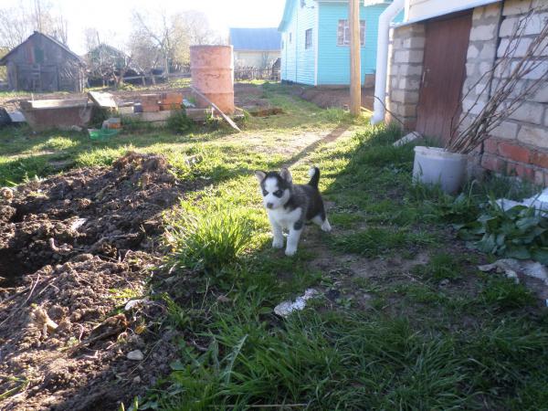 Сколько стоит перевезти щенка недорого из Данилова в Междуреченска