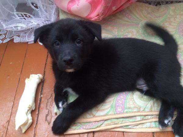 Сколько стоит перевезти собаку  недорого из Мурманска в Брянск