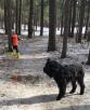 Перевозка собаки  дешево из Краснодара в Калининграда