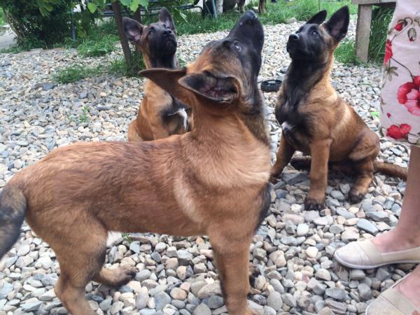 Сколько стоит транспортировать щенка недорого из Краснодара в Осетию