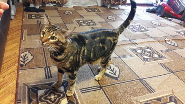 Сколько стоит отвезти бенгальский кошку недорого из Воронежа в Читу