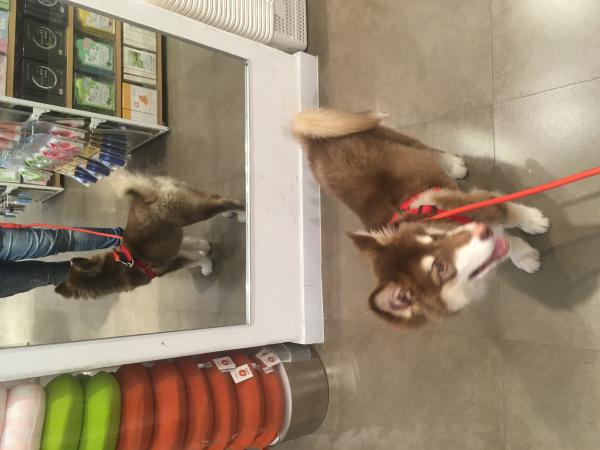 Доставка собаки  В клетке дешево из Китай, 杭州市 в Казахстан, Астана