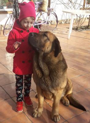 Перевозка собаки  недорого из Краснодара в Марусино
