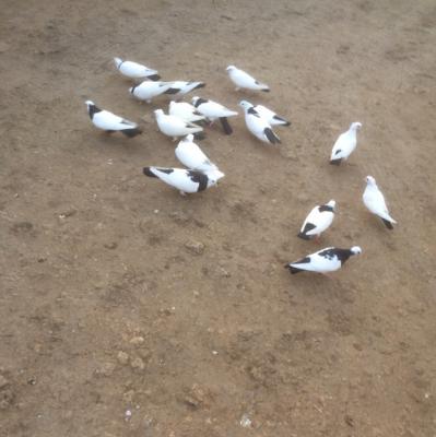 Доставка голубей недорого из Больших Салов в Новосибирск