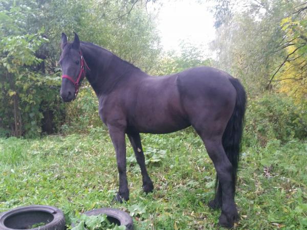 Сколько стоит отвезти коня недорого из Сыктывкара в Йошкар-Олу